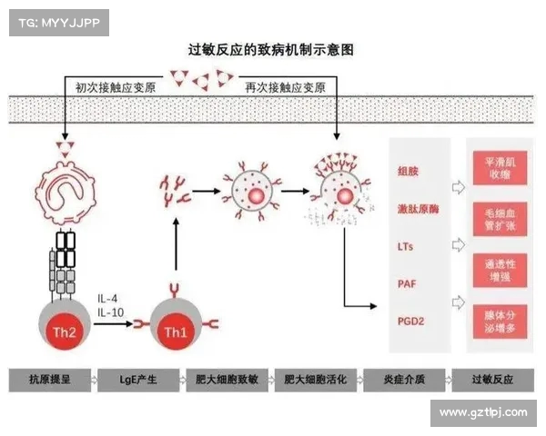 为什么我们会过敏?探索免疫系统失调的原因(过敏是因为免疫功能) 为什么我们会过敏?探索免疫系统失调的原因(过敏是因为免疫功能)